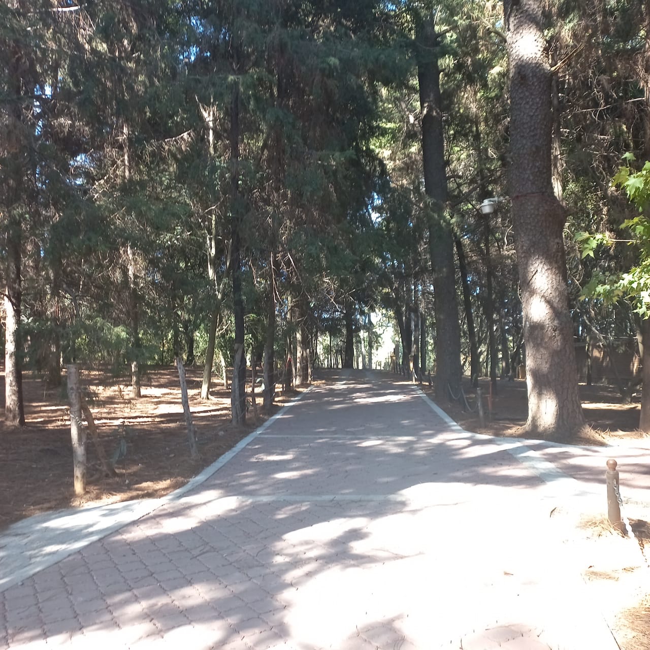 Bosques de Ahuatlan 